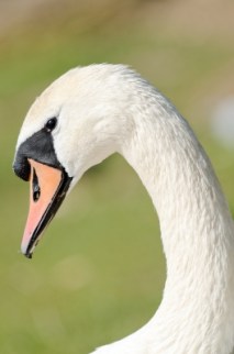 Swan